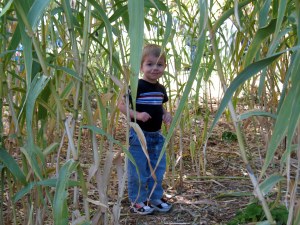 Unsure why they had a bunch of cornstalks, unless it was for Halloween, but Brandon was happy hiding in them. 